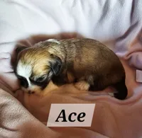 Ace, a male Havanese for sale in Millersburg, IN – 1 of 2