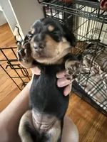 Female Dachshund Puppy, a female Dachshund for sale in Tyner, NC – Photo 2 of 3
