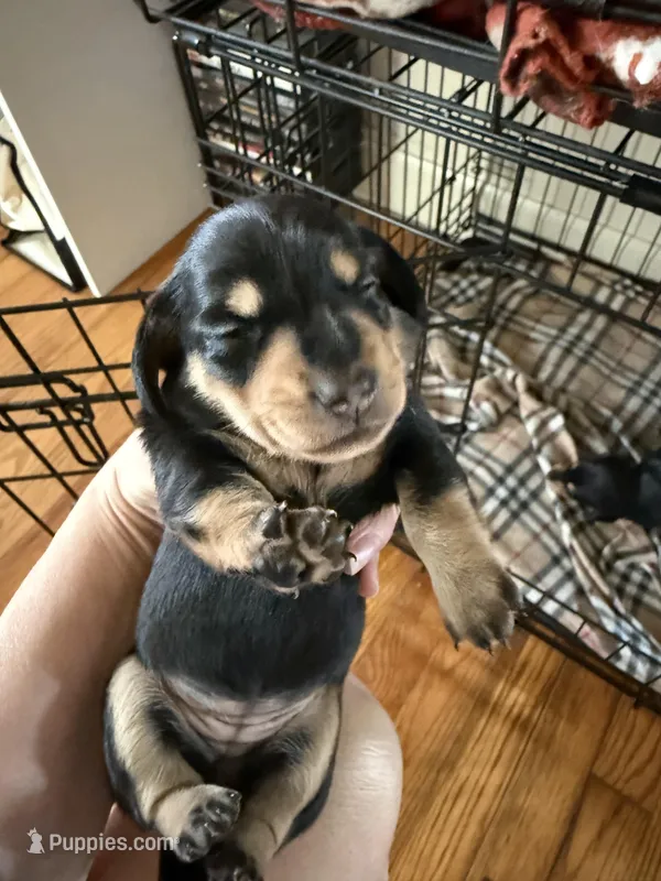 Female Dachshund Puppy – Dachshund puppy for sale in Tyner, NC