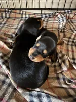 Female Dachshund Puppy, a female Dachshund for sale in Tyner, NC – Photo 3 of 3