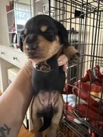 Female Dachshund Puppy, a female Dachshund for sale in Tyner, NC – Photo 2 of 2