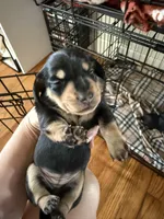 Female Dachshund Puppy, a female Dachshund for sale in Tyner, NC – Photo 1 of 2