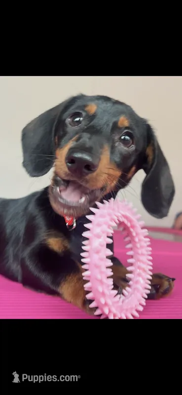 Larry AKC – Miniature Dachshund puppy for sale in Lincolnton, NC