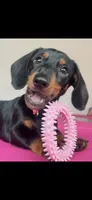 Larry AKC, a male Miniature Dachshund for sale in Lincolnton, NC – 1 of 4