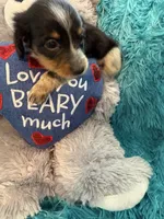 Olivia AKC, a female Miniature Dachshund for sale in Lincolnton, NC – 4 of 10
