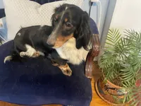 Oscar AKC, a male Miniature Dachshund for sale in Lincolnton, NC – 2 of 9
