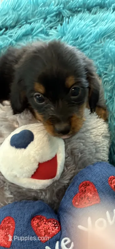 Onyx AKC – Miniature Dachshund puppy for sale in Lincolnton, NC