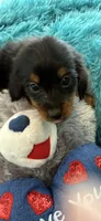 Onyx AKC, a male Miniature Dachshund for sale in Lincolnton, NC – 1 of 7