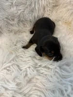 Niles AKC, a male Miniature Dachshund for sale in Lincolnton, NC – 5 of 7