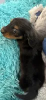 Ozzy AKC, a male Miniature Dachshund for sale in Lincolnton, NC – 5 of 10
