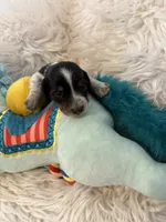 Olivia AKC, a female Miniature Dachshund for sale in Lincolnton, NC – 3 of 8