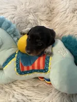 Oreo AKC, a male Miniature Dachshund for sale in Lincolnton, NC – 2 of 9