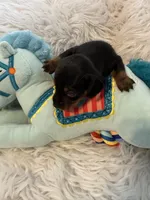 Onyx AKC, a male Miniature Dachshund for sale in Lincolnton, NC – 2 of 7