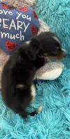 Olivia AKC, a female Miniature Dachshund for sale in Lincolnton, NC – 7 of 10