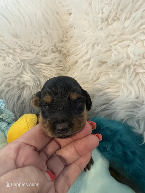 Ozzy AKC – Miniature Dachshund puppy for sale in Lincolnton, NC