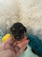 Ozzy AKC, a male Miniature Dachshund for sale in Lincolnton, NC – 1 of 7
