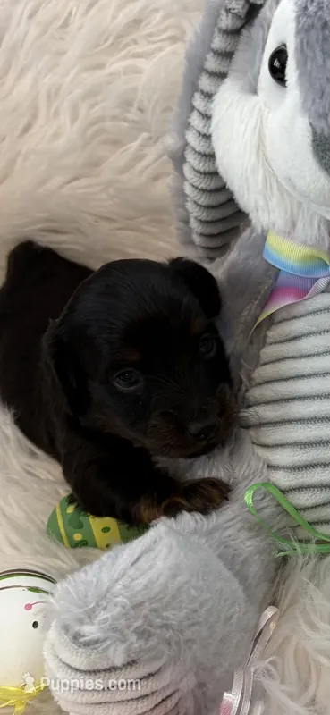 Liam AKC – Miniature Dachshund puppy for sale in Lincolnton, NC
