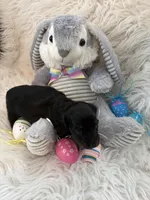 Liam AKC, a male Miniature Dachshund for sale in Lincolnton, NC – Photo 8 of 8