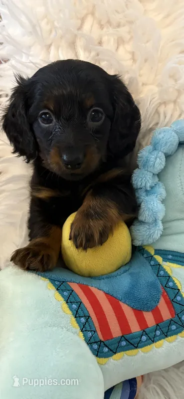 Liam AKC, a male Miniature Dachshund for sale in Lincolnton, NC – Photo 1 of 4