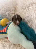Oscar AKC, a male Miniature Dachshund for sale in Lincolnton, NC – 4 of 9