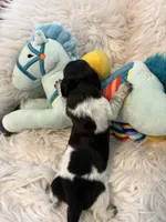 Oreo AKC, a male Miniature Dachshund for sale in Lincolnton, NC – 6 of 9
