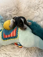 Olivia AKC, a female Miniature Dachshund for sale in Lincolnton, NC – 2 of 8