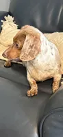 Nikki AKC, a female Miniature Dachshund for sale in Lincolnton, NC – 2 of 7