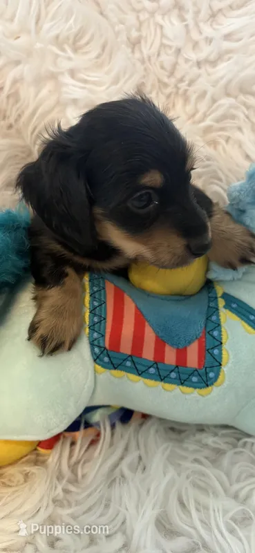 Mikey AKC – Miniature Dachshund puppy for sale in Lincolnton, NC