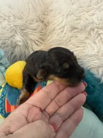 Ozzy AKC, a male Miniature Dachshund for sale in Lincolnton, NC – 4 of 7