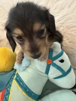 Mason AKC, a male Miniature Dachshund for sale in Lincolnton, NC – Photo 1 of 7