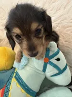 Mason AKC, a male Miniature Dachshund for sale in Lincolnton, NC – Photo 4 of 7