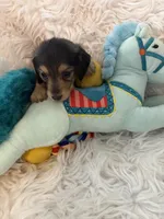 Mason AKC, a male Miniature Dachshund for sale in Lincolnton, NC – Photo 5 of 7