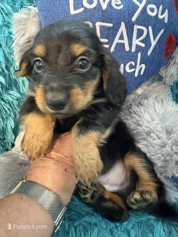 Ozzy AKC – Miniature Dachshund puppy for sale in Lincolnton, NC