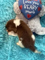 Oscar AKC, a male Miniature Dachshund for sale in Lincolnton, NC – 6 of 8