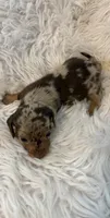 Nikki AKC, a female Miniature Dachshund for sale in Lincolnton, NC – 5 of 7