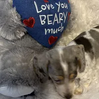 Mable AKC, a female Miniature Dachshund for sale in Lincolnton, NC – Photo 7 of 10