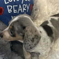Mable AKC, a female Miniature Dachshund for sale in Lincolnton, NC – Photo 3 of 10