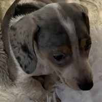 Mable AKC, a female Miniature Dachshund for sale in Lincolnton, NC – Photo 2 of 10