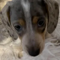 Mable AKC, a female Miniature Dachshund for sale in Lincolnton, NC – Photo 5 of 10