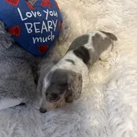 Mable AKC, a female Miniature Dachshund for sale in Lincolnton, NC – Photo 10 of 10