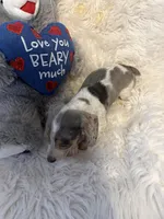 Mable, a female Miniature Dachshund for sale in Lincolnton, NC – Photo 10 of 10