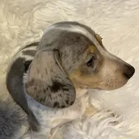 Mable AKC, a female Miniature Dachshund for sale in Lincolnton, NC – Photo 1 of 10