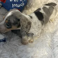 Mable AKC, a female Miniature Dachshund for sale in Lincolnton, NC – Photo 8 of 10