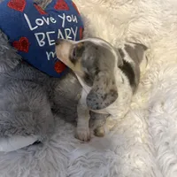 Mable AKC, a female Miniature Dachshund for sale in Lincolnton, NC – Photo 9 of 10