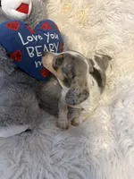 Mable, a female Miniature Dachshund for sale in Lincolnton, NC – Photo 9 of 10