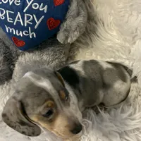 Mable AKC, a female Miniature Dachshund for sale in Lincolnton, NC – Photo 6 of 10