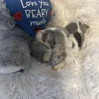 Mable AKC, a female Miniature Dachshund for sale in Lincolnton, NC – Photo 4 of 10