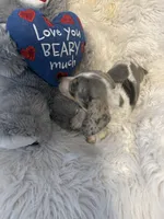 Mable, a female Miniature Dachshund for sale in Lincolnton, NC – Photo 4 of 10