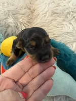 Ozzy AKC, a male Miniature Dachshund for sale in Lincolnton, NC – 3 of 7