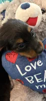 Ozzy AKC, a male Miniature Dachshund for sale in Lincolnton, NC – 3 of 10